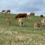 Bovina Blonda de Aquitania en Cádiz