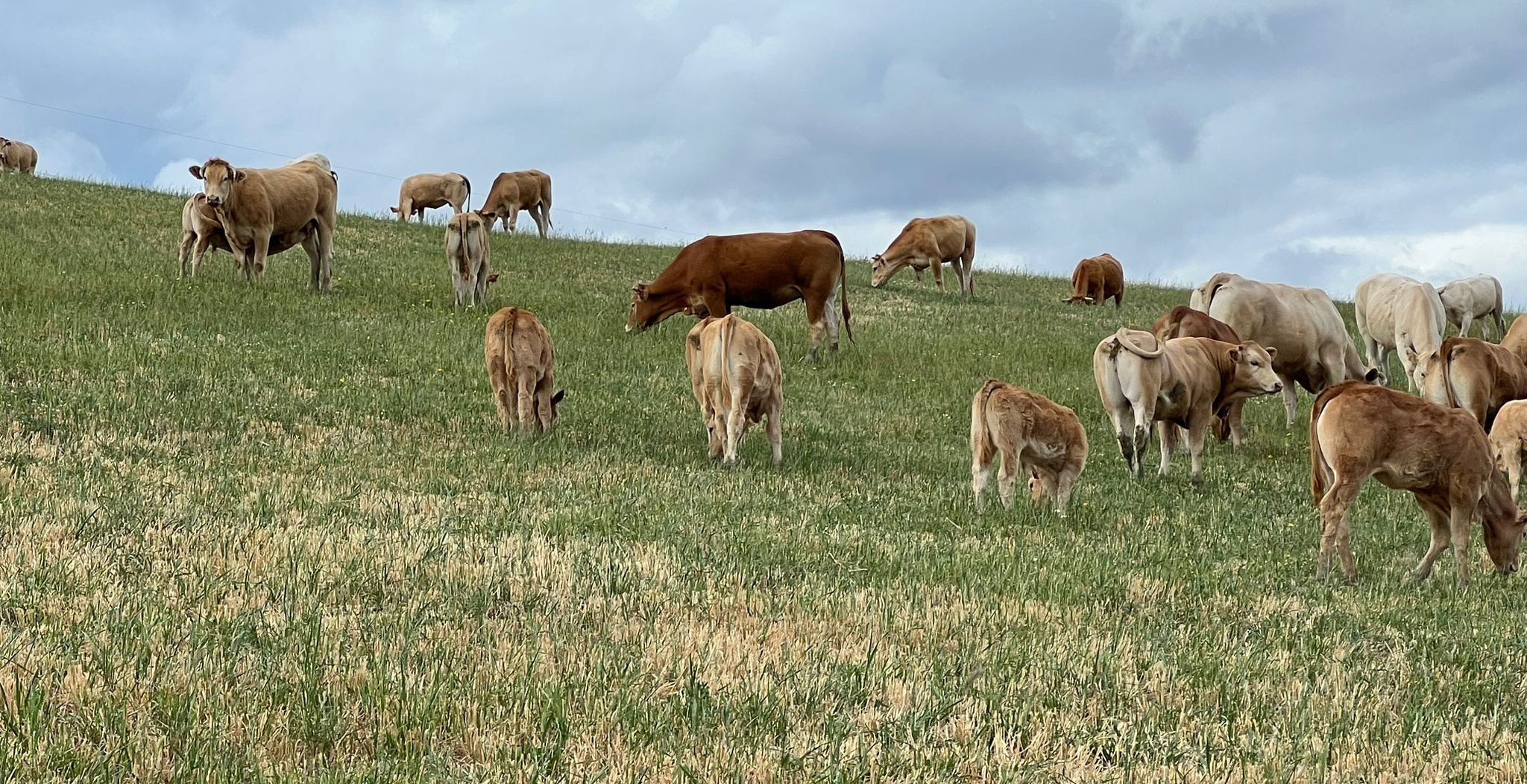 Bovina Blonda de Aquitania en Cádiz