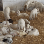 venta de ganado ovino