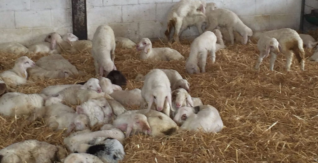 venta de ganado ovino